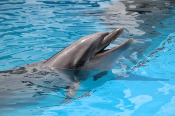 I met a dolphin for the first time in Umino Mori Aquarium, Sendai