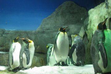 Penguins territory
