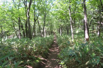 Frepe Falls 1km pathway