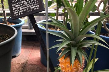 Things you don't expect to see in Niigata, exhibit A