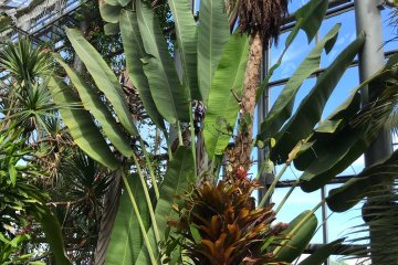 It's hard to judge the scale, but these were enormous plants!