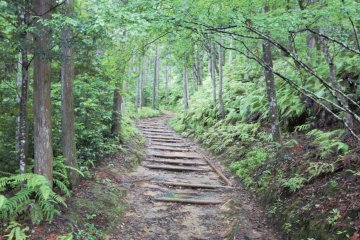 Mountain path along Kumano Kodo