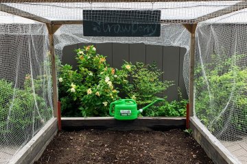 This garden bed is growing strawberries for the community!
