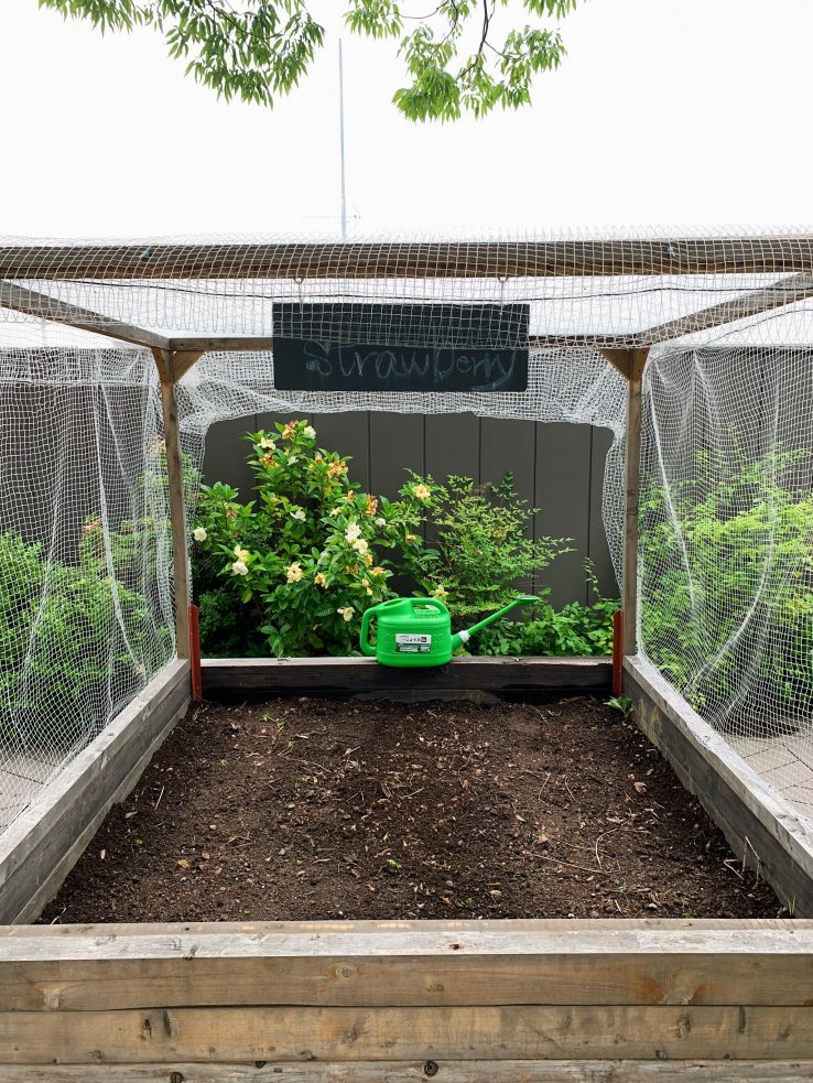 This garden bed is growing strawberries for the community!