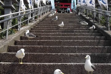 갈매기 시점에서 본 사원 계단 올라가기