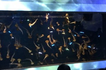 Jellyfish
