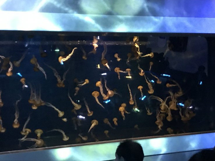 Jellyfish