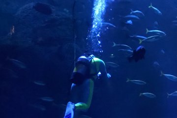 Diver