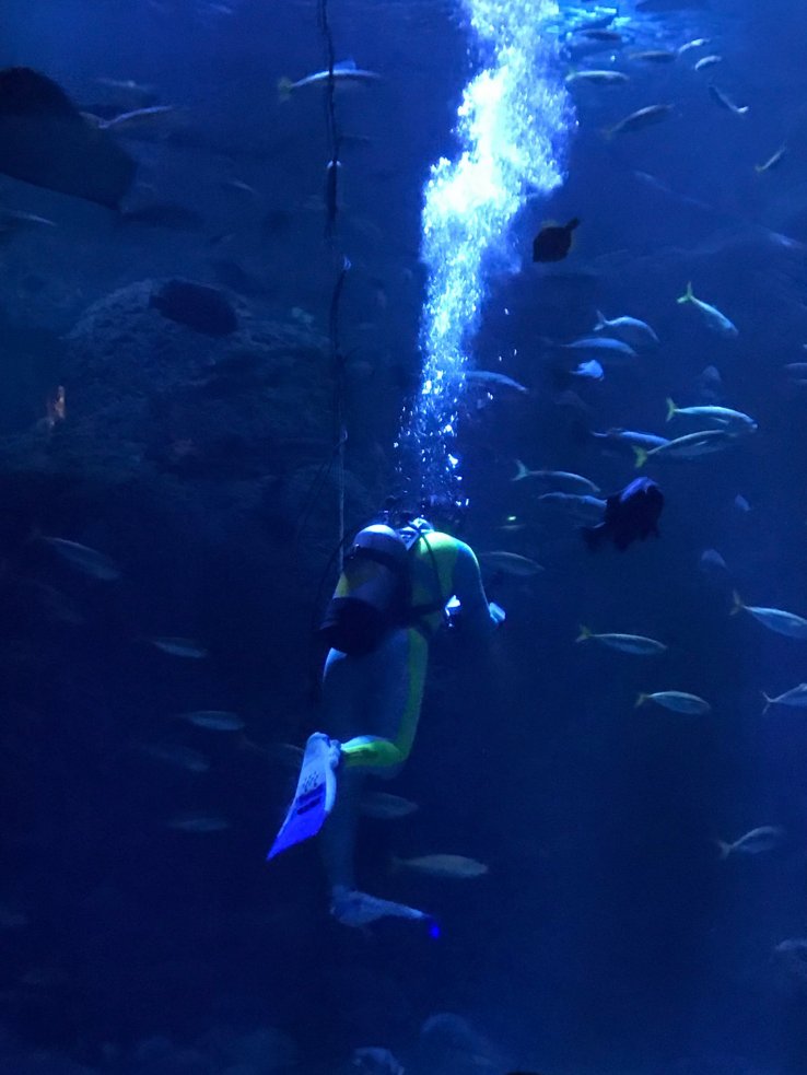 Diver