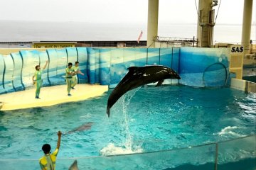 Dolphin show