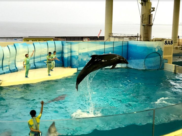Dolphin show