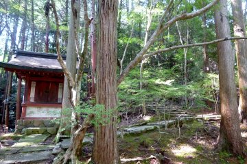 Paths leading into the forest