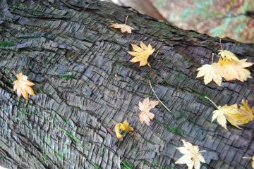 Fallen leaves