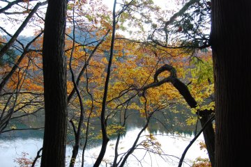 From behind the trees