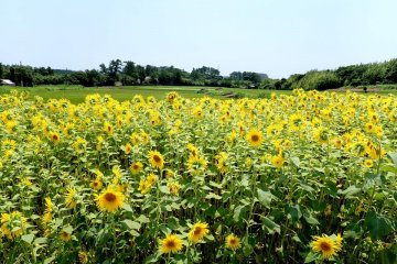 With sunflower fields becoming something of a trend in Japan Ojika Island has planted their own. You can enjoy this beautiful scenery in summer