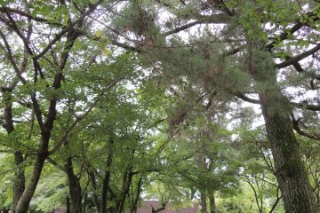 Parts of the path are surrounded by beautiful pines