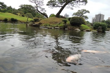 Koi of various colors and sizes inhabit the pond