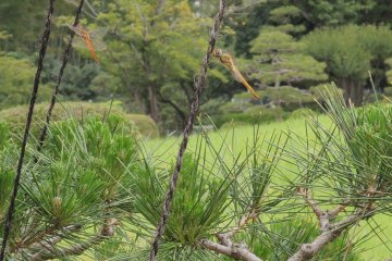 Tons of dragonflies visit the park every summer