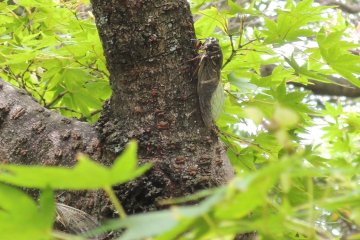 You can spot many cicadas on the trees, too, during summer