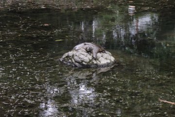Turtle resting peacefully on a rock