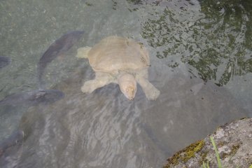 Turtle with an interesting nose looking up as if begging for food