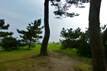 Pine trees near the beach
