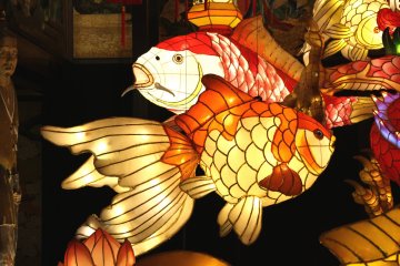 Beautiful fish