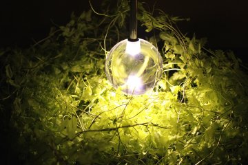 Plants lit up