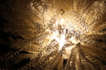 A plant composition