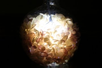 Lit petals