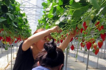 Strawberry picking near Mount Fuji