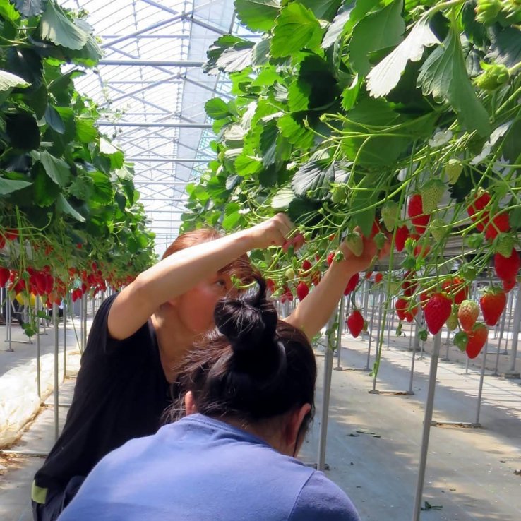 Strawberry picking near Mount Fuji