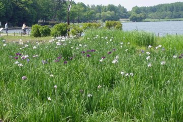 The lush green of Mizumoto Park in
