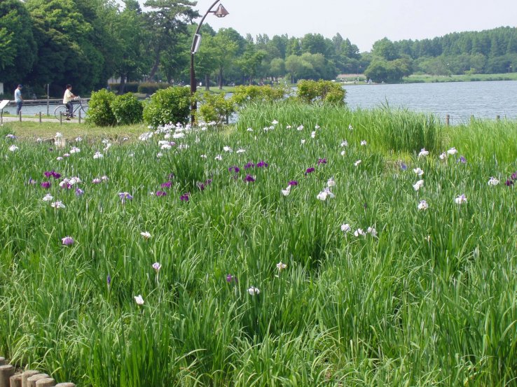 The lush green of summer at the park