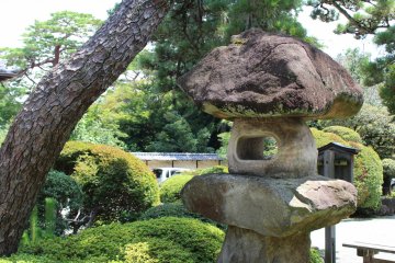 The garden
