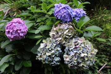 Gorgeous ajisai of Enoshima