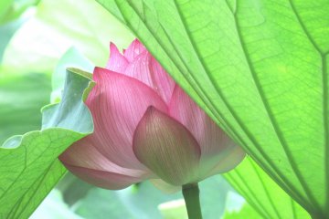 A lotus flower hiding under the leaves