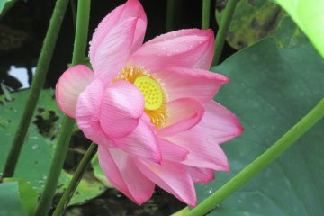 Wonderful lotus!