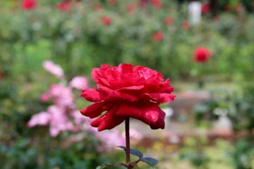 Roses in Europe are called 'the queen' of flowers