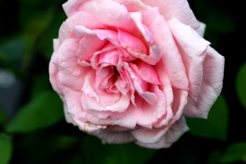 Pink roses are my favourite