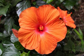 Hibiscus