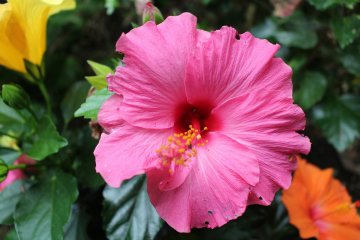Hibiscus