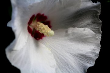 The tender hibiscus flower