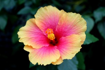 Multi-coloured hibiscus