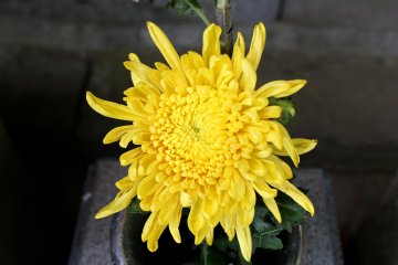 Chrysanthemums also can be seen in summer