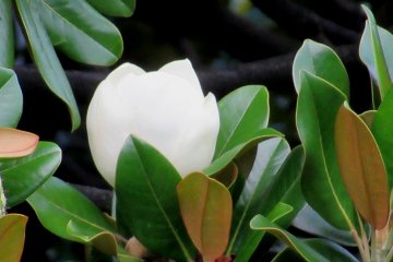 Magnolia flower