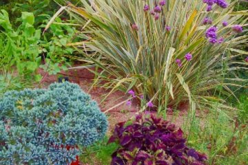 Colorful planting