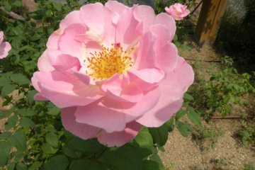 Beautiful Rose