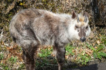 A Japanese serow in Sobo-Katamuki Quasi-National Park