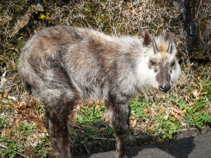 A Japanese serow in Sobo-Katamuki Quasi-National Park